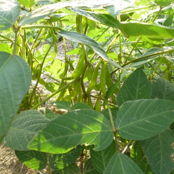 Soja Edamame Agate Soja Edamame Agate
