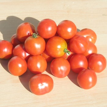 Tomate rouge Russe très précoce
