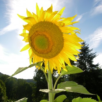 Tournesol Tarahumara à graines Tournesol Tarahumara à graines