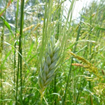 Blé à grain nu Eppweizen Blé à grain nu Eppweizen