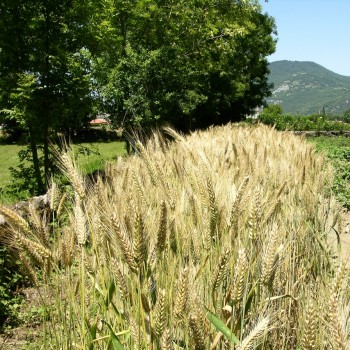 Blé à grain de Perse Blé à grain de Perse