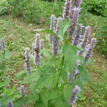 Agastache menthe