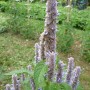 Agastache menthe