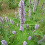 Agastache menthe