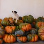 Courge Musquée de Provence