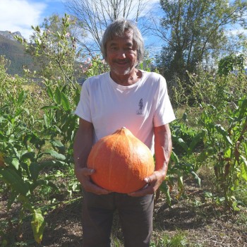 Courge Hubbard Golden Delicious