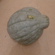 Courge hubbard blue