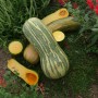 Courge pleine de Naples