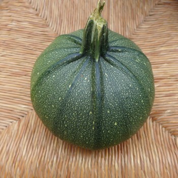 Courgette ronde de Nice