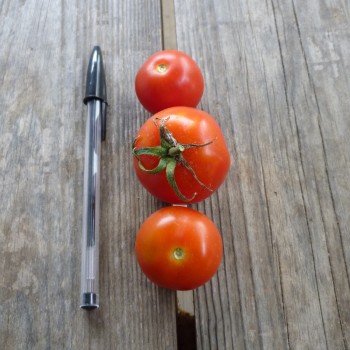 Tomate rouge zebree Tomate rouge zebree