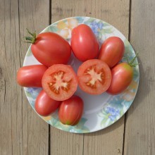 Tomate prune