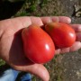 Tomate prune