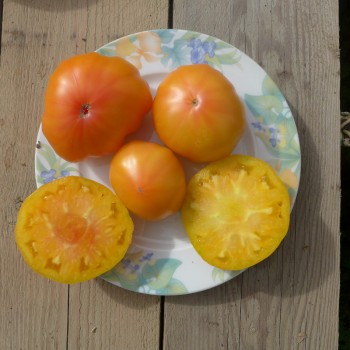 Tomate ida gold Tomate ida gold