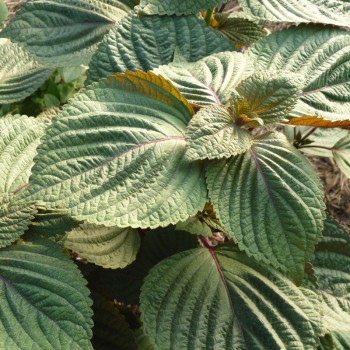 Pérille de Nankin bicolore (Shiso)