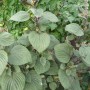 Pérille de Nankin bicolore (Shiso)