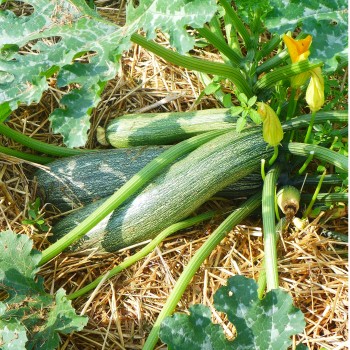 Courgette Alberello Di Sarzano