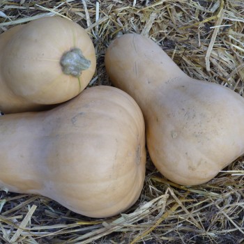 Courge Butternut Waltham Courge Butternut Waltham