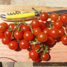 Tomate cerise Peacewine