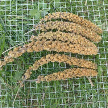 MILLET DES OISEAUX SETARIA BULGARIA MILLET DES OISEAUX SETARIA BULGARIA