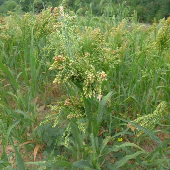 Millet jaune de vendée Millet jaune de vendée