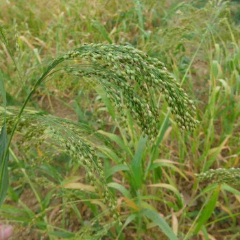 Millet brillant des forges Millet brillant des forges