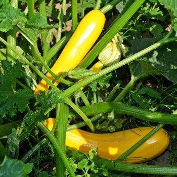 COURGETTE GOLD RUSH