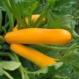 COURGETTE GOLD RUSH