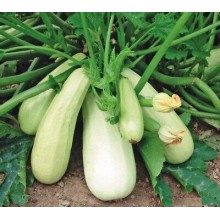 Courgette Blanche d'egypte