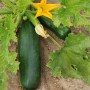 Courgette verte de Milan