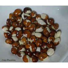 Haricot coco bi color