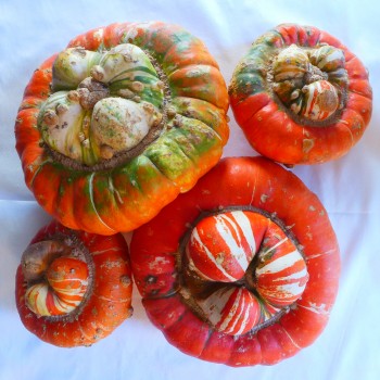 Courge Turban Turc Courge Turban Turc