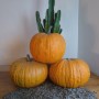 Courge Lady Godivia
