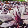 Amaranthe à feuilles Paiute