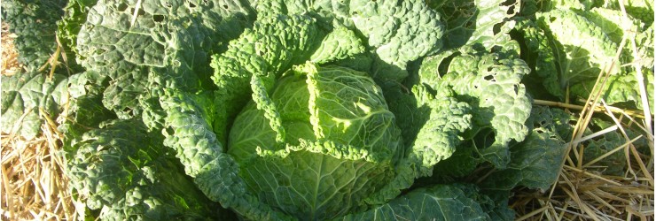 Légumes à feuilles