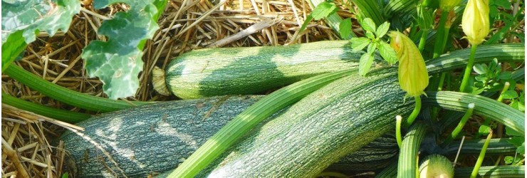 Courgettes