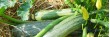 Courgettes