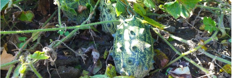 Kiwano