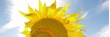 Tournesols