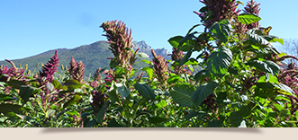 Jardin de tantugou