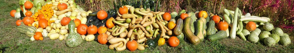 recolte de courge