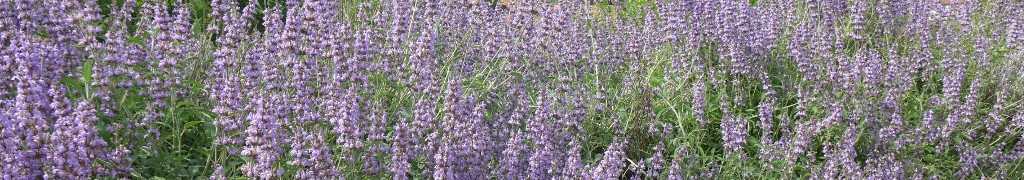 Sauge en fleurs
