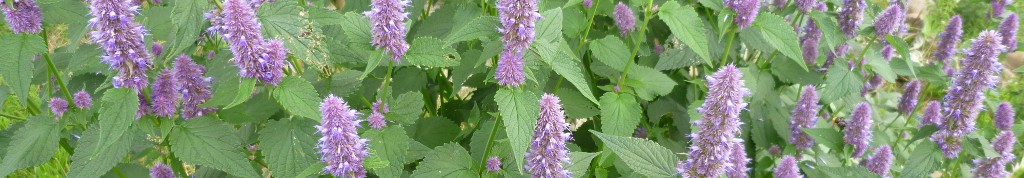 AGASTACHE