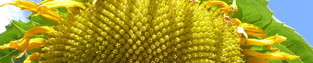 tournesol