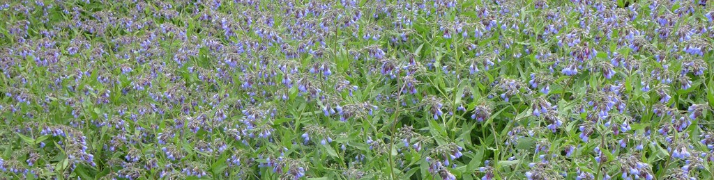 consoude en fleurs