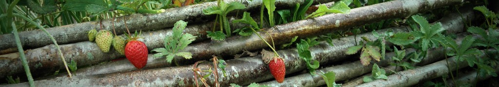 FRAISE