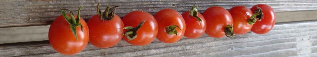 TOMATE CERISE