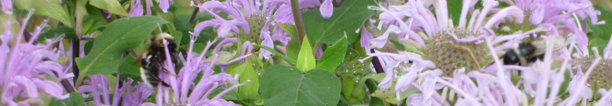 FLEURS