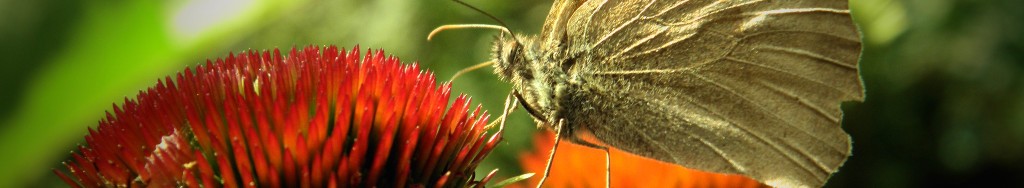 PAPILLON