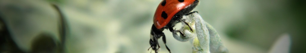COQUECINELLE