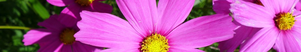 COSMOS